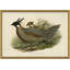 Pheasants From Gould's Birds Of Australia 1 Giclee Print by John Gould