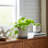Lorice Stoneware and Ceramic Saucer Planters - Durable, Stylish Design - Set of 2-1646729356-1681686426-1681686423