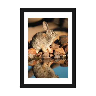 «Desert Cottontail at Waterhole, Santa Rita Mountains, Arizona», reproduction de photo sur toile