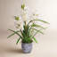 Arrangement floral cymbidium orchidées dans un pot de cache