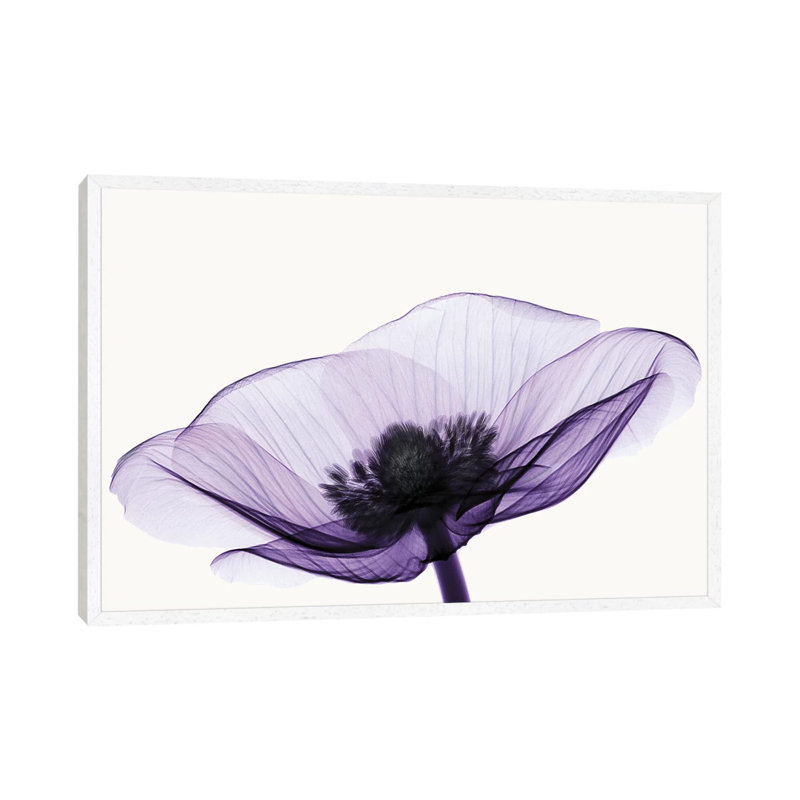 Anemone II - Print on Canvas, 66.04 cm H x 45.72 cm W x 4.445 cm D, White Floater Framed