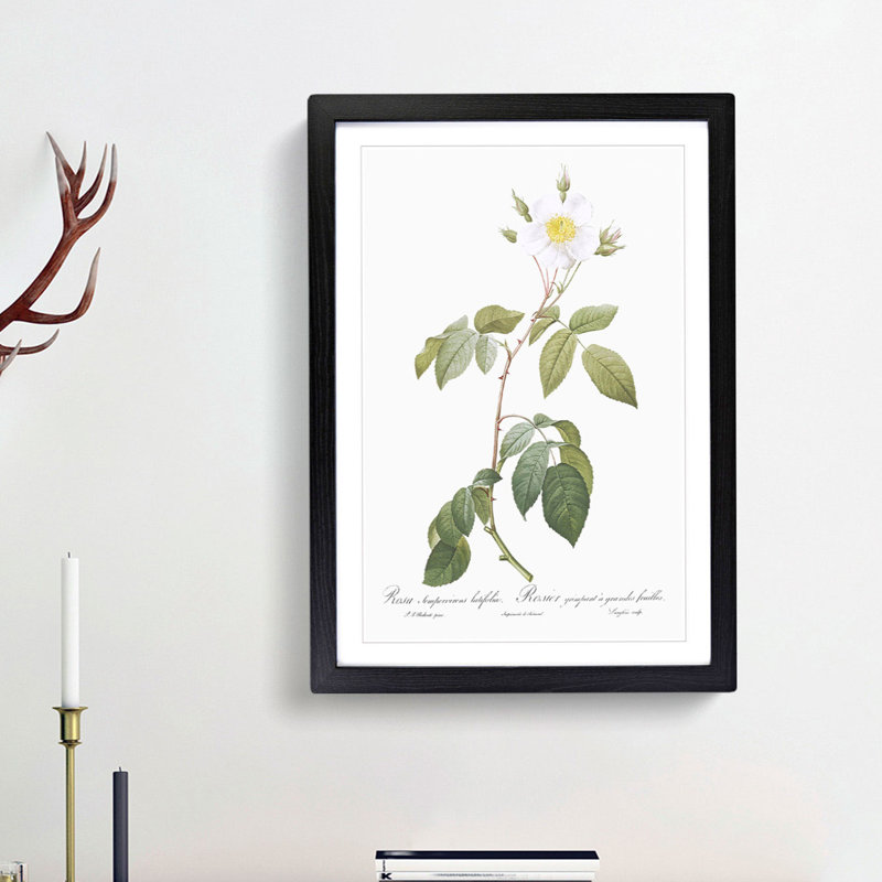 Climbing Rose in White by Pierre-Joseph Redoute - Picture Frame Painting Print, 36cm H x 27cm W x 2cm D, Black Framed