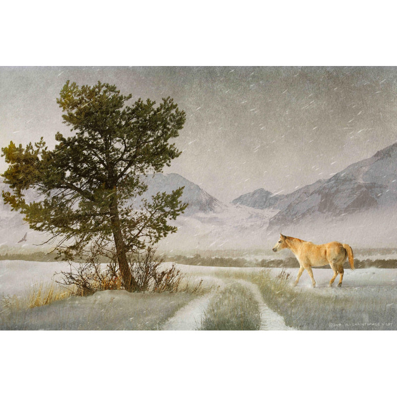 Lonely Horse by Chris Vest - Wrapped Canvas Print, 101cm H x 152cm W