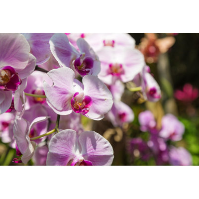 " Beautiful Phalaenopsis Orchid "