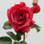 Rose Faux Floral-807825548