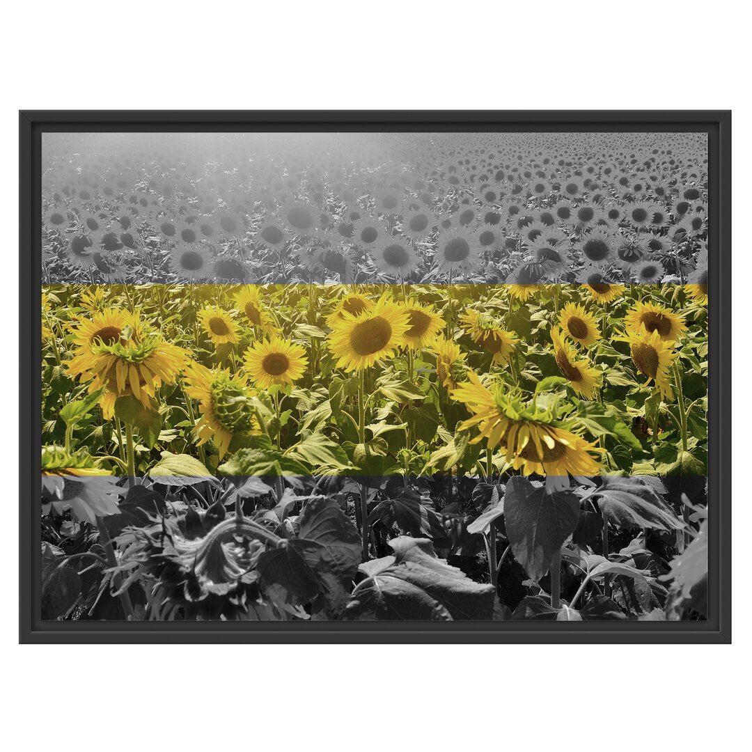 Gerahmtes Wandbild Wunderschönes Sonnenblumenfeld