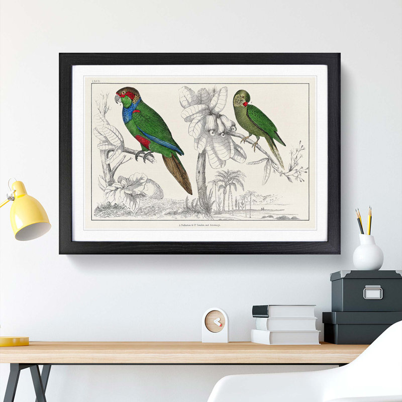 Parrots by Oliver Goldsmith - Framed Print, Black Framed, 27cm H x 36cm W x 2cm D