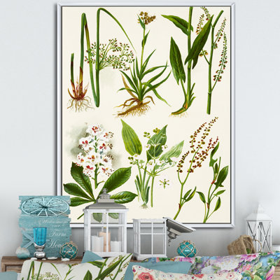 Ensemble de plantes Herbal - Décoration murale traditionnelle sur toile