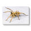 Tarantula Spider - Wrapped Canvas-61838069