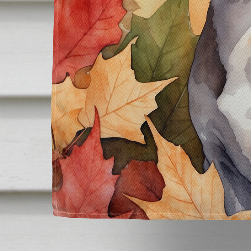 Chat en feuilles d'automne, Cornish Rex