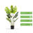 Artificial Monstera Tree In Nursery Pot-345326573