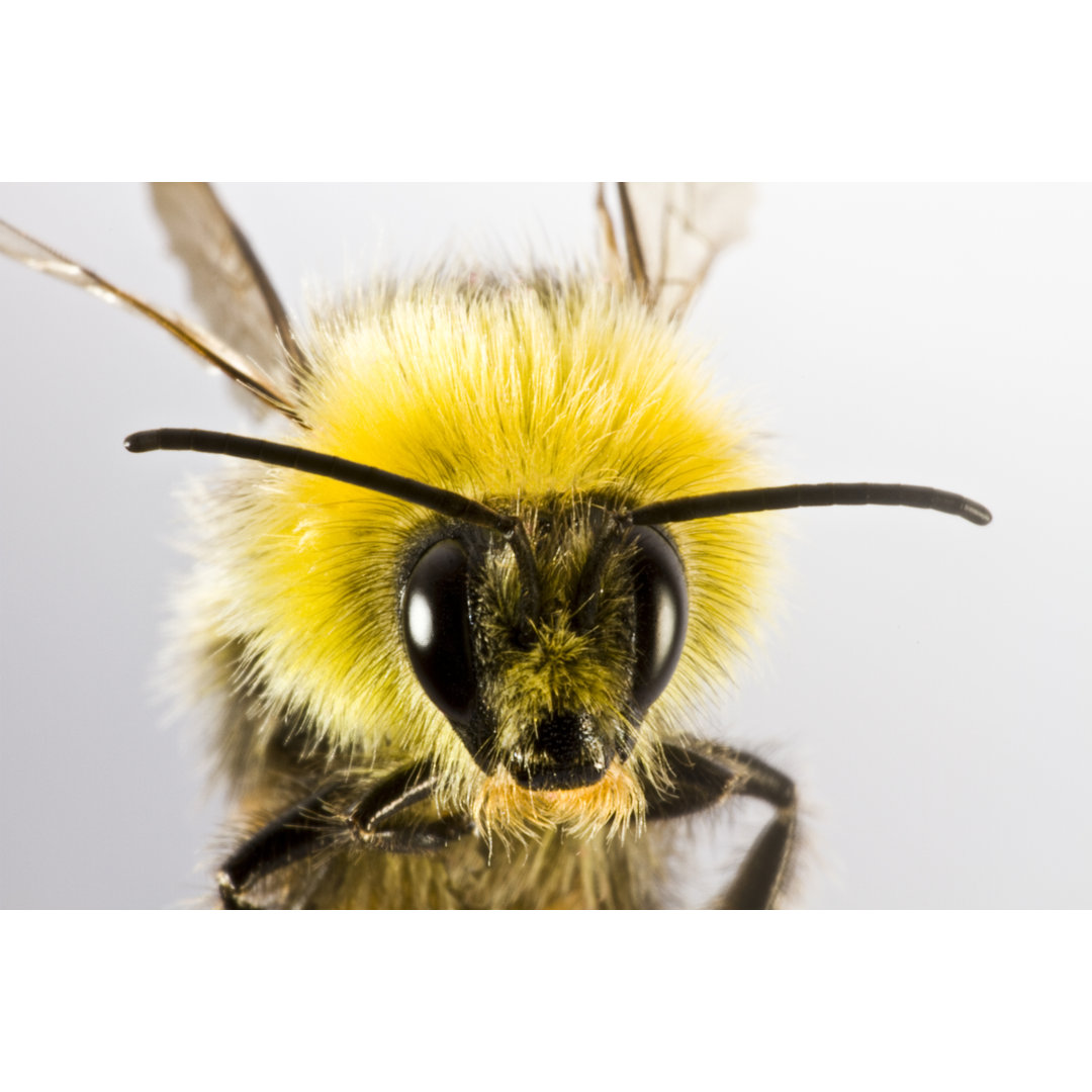 Hummel - Fotografie auf Leinwand