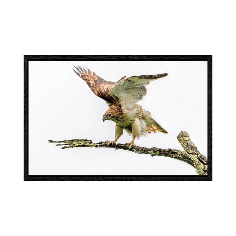Stretch by David Gardiner - Print on Canvas, Black Framed, 66.04 cm H x 45.72 cm W