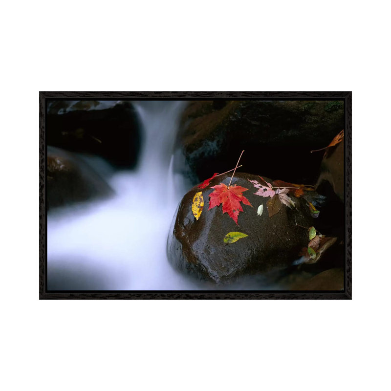 Little Pigeon River Cascading Among Rocks And Colorful Maple Leaves Great Smoky Mountains TN II by Tim Fitzharris - Gallery-Wrapped Canvas Giclée on Canvas
