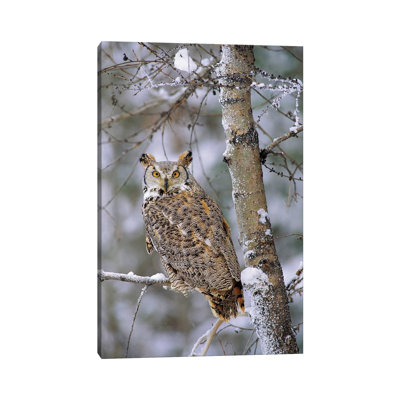 Great Horned Owl, Pale Form, Perching in a Snow-Covered Tree, British Columbia, Canada 1 Piece Wrapped Canvas Wall Art