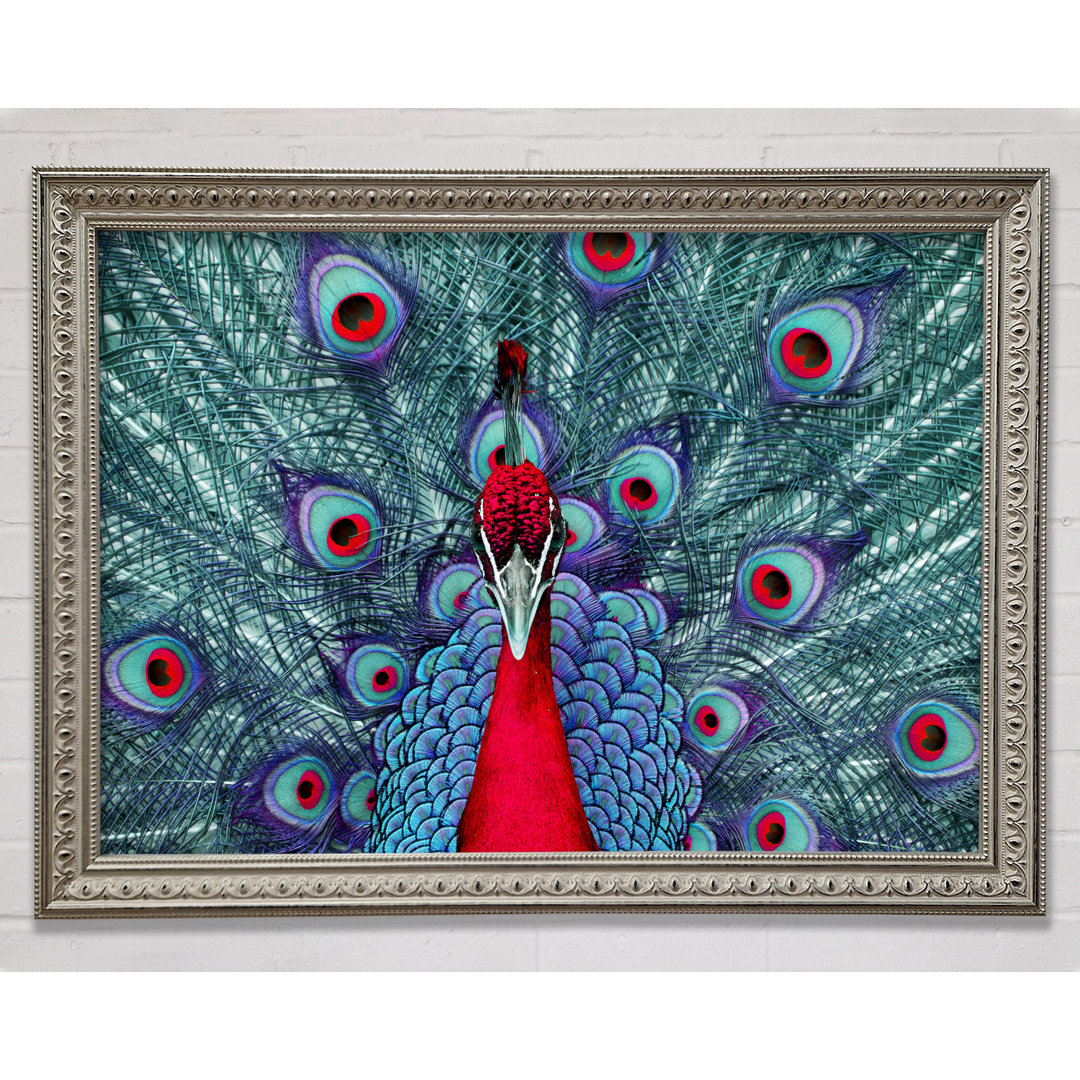 Hvidovre Peacock Beauty Gerahmter Druck Wandkunst