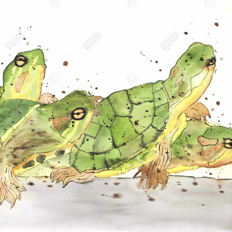 " Small Aquatic Turtles "