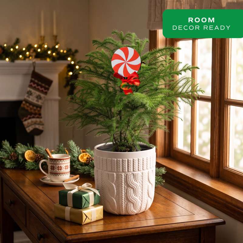 1.5' Fresh Cut Christmas Tree