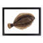Turbot Fish by Edward Donovan - Framed Print-55614928-55614931
