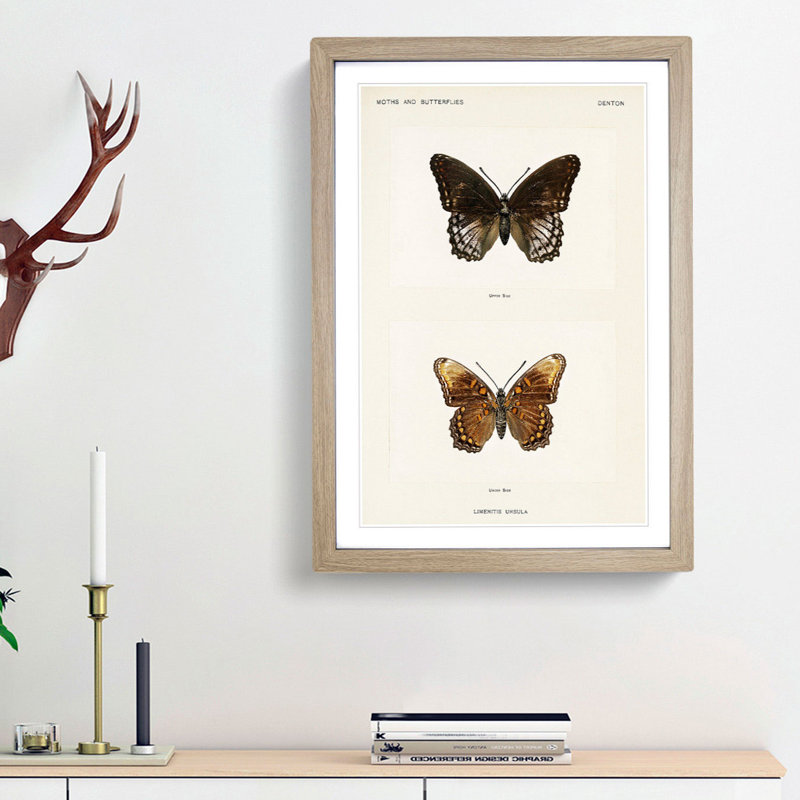 Limenitis Arthemis Butterfly by S.F. Denton - Picture Frame Painting Print, Oak Framed, 36cm H x 27cm W x 2cm D