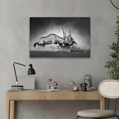 Combat - Photography Animals Nature And Wildlife Art