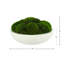 Mousse conservée Vanora en pot-542861115