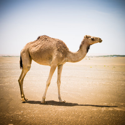 Camel Walking In The Desert - Wrapped Canvas Print