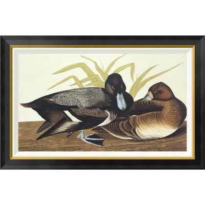 Scaup Duck by John James Audubon - Picture Frame Graphic Art Print on Canvas -  Global Gallery, GCF-197907-30-190