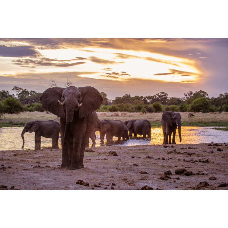 Khwai Elephants by Janainamatarazzo - Wrapped Canvas Print, 30cm H x 46cm W