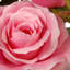 Fleurs roses en pot 10 po-102238221