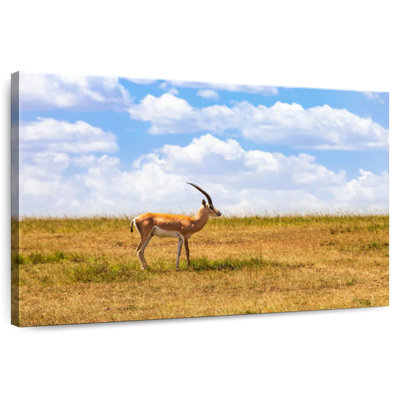 Brampt Gazelle In The Savannah