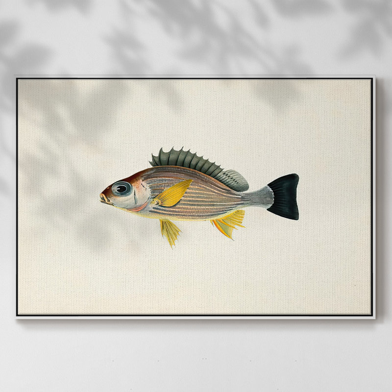 " Tropical Fish Collection III ", 25" H x 37" W x 2" D, White Framed