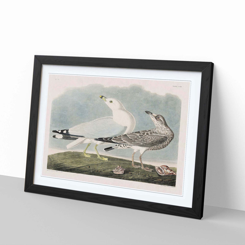 Common American Gulls by John Audubon - Picture Frame Painting, Black Framed, 48cm H x 65cm W x 2cm D