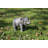 Baby Elephant Statue