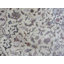 Tapis de zone en laine 6 pi 8 po x 10 pi 1 po one-of-kind-noué la ivoire Beane