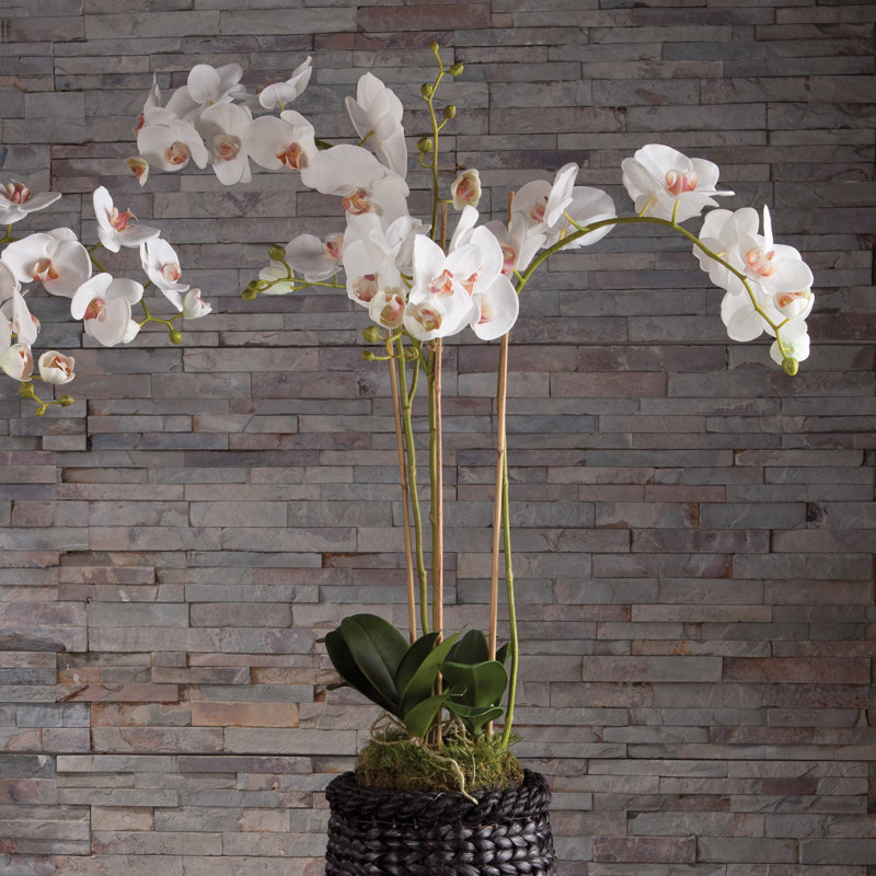 Conservatory Phalaenopsis Orchid Drop-in
