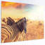 «Zebras Herd in Field at Sunset», art africain-35062522-35062528