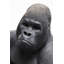 Deco Figurine Monkey Gorilla-39125181-39125180