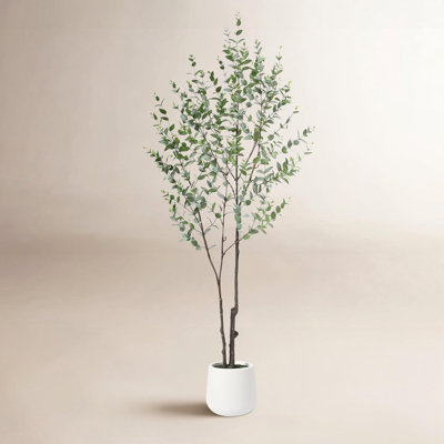 Aldina 72" Eucalyptus Tree in Pot