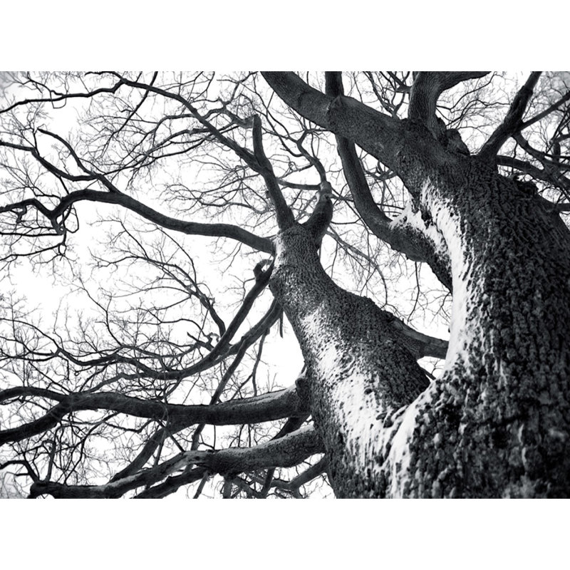 Deer Tree Nature Black and White Canvas Print, 16" x 20"