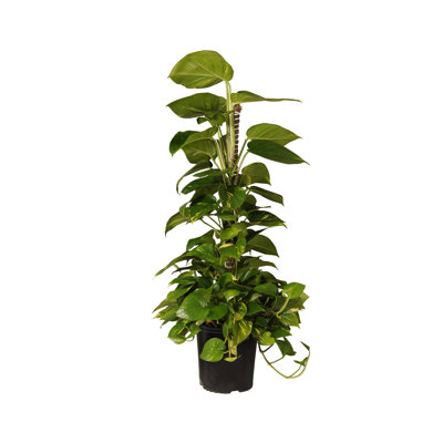 United Nursery Live Pothos Plant Low Maintenance Plant in Rattan Nursery Pot