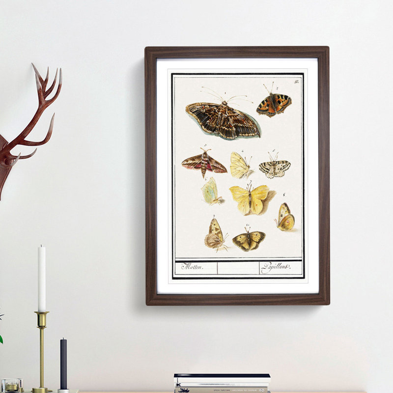 Butterflies & Moths by A.B. de Boodt - Picture Frame Graphic Art Print, 48cm H x 36cm W x 2cm D, Walnut Framed