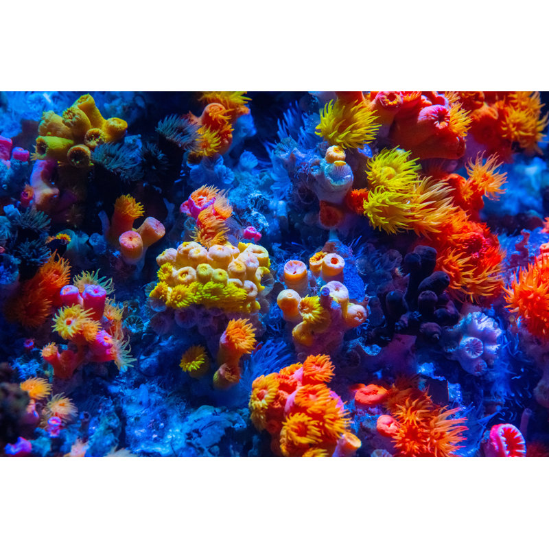 Coral Reef by Tobiasjo - No Frame Print on Canvas, 61cm H x 91cm W