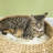 28.25'' H Cat Tree