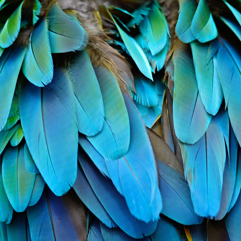 Harlequin Macaw Feathers by PanuRuangjan - Wrapped Canvas Print, 30cm H x 30cm W x 3.8cm D