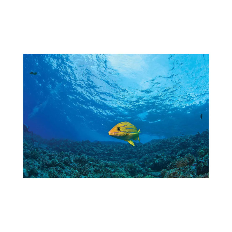Blue Striped Grunt (Haemulon Sciurus), Molokini Crater, South Maui, Hawaii, USA by Stuart Westmorland - No Frame Gallery-Wrapped Canvas Giclée on Canvas