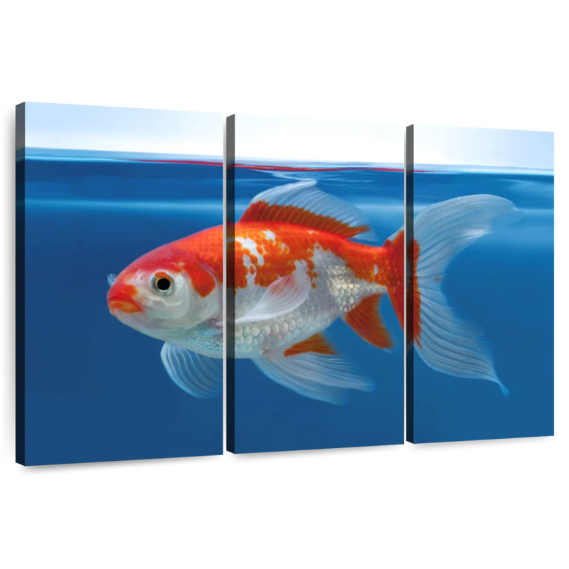 Brampt Shubunkin Aquarium Goldfish, 48" H x 74" W