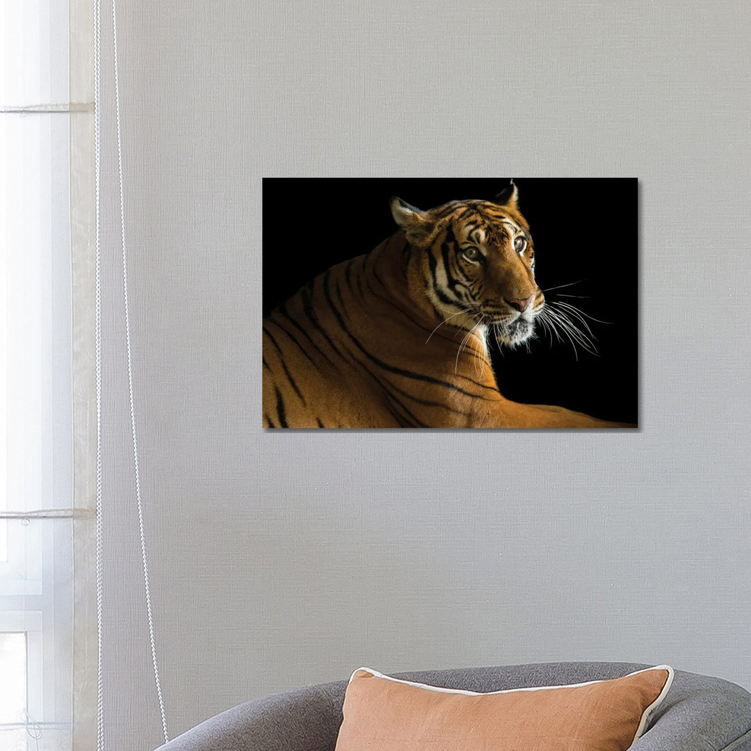 A Critically Endangered Female South China Tiger At The Suzhou Zoo In China von Joel Sartore - Gallery-Wrapped Canvas Gi...