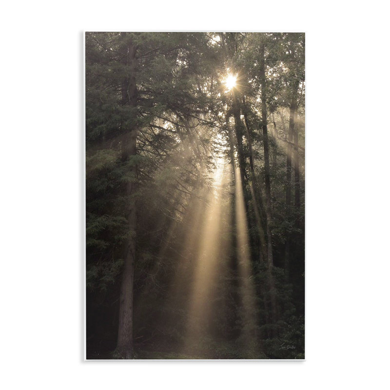 Sunlight Through Tree Canopy Wall Plaque Art by Lori Deiter, 19" H x 13" W