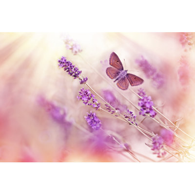 Calverton Butterfly - Wrapped Canvas Print